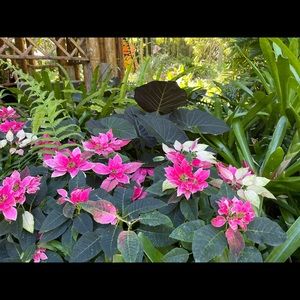 Meet your Posher, Selina